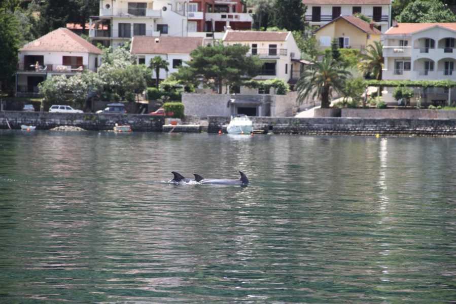 Дельфины в Бока-Которской бухте